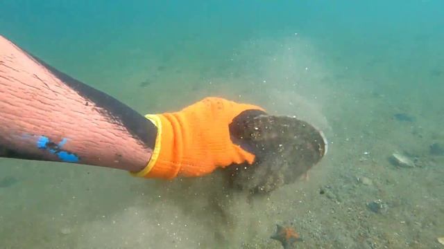 Морской огурец из России! В Китае, дороже золота! смотреть онлайн