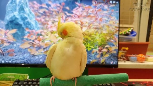 Урок для попугая "Я хорошая птичка" ? Учим кореллу говорить смотреть онлайн