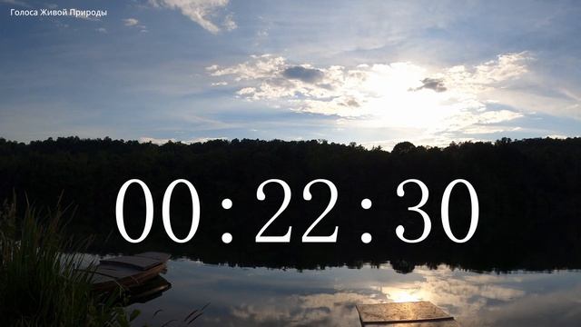 Обратный отсчет Таймер 45 минут. Звуки живой природы / Countdown. Timer 45 min. #ГолосаЖивойПрироды смотреть онлайн