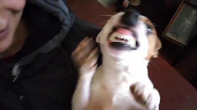 ANGRY Jack Russell Terrier смотреть онлайн