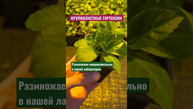 Прямо из нашего питомника в любой уголок Беларуси 🌿 #гортензия#растения#питомникрастений смотреть онлайн