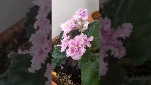 узамбарская фиалка цветет дома смотреть онлайн