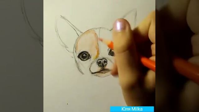 Как нарисовать Чихуахуа! смотреть онлайн