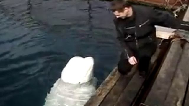 белухи смотреть онлайн