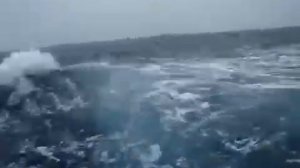 Касатки Баренцево море