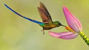 Интересные факты о колибри