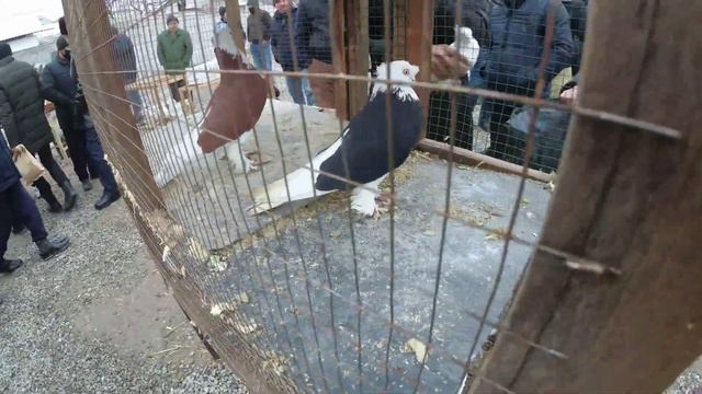 АСАКА КАБУТАР БОЗОР