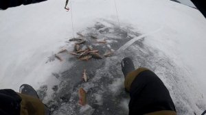 Отличные окуни на Онежском озере. Первый лёд на Онеге. Зимняя рыбалка на Онежском озере.???