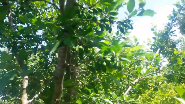 Bilmiş Bilgin -Korkuteli Erik Ağacı Bakımı Verim Artırma смотреть онлайн