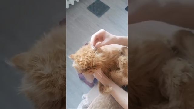 Как Чистить Персидскому Коту Ушки смотреть онлайн