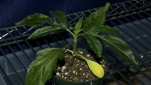 Glufosinate Injury on Ambrosia trifida angle 2.mov