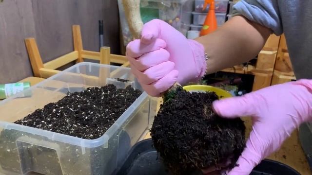 Пересадка лимона - как правильно пересадить цитрус, не навредив. И как понять- пора пересаживать? смотреть онлайн