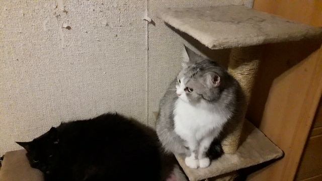 Братцы-котики! смотреть онлайн
