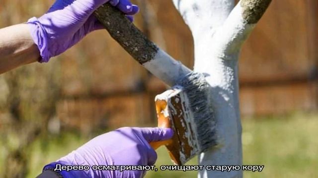 Как, когда и чем опрыскать яблони весной от вредителей и болезней смотреть онлайн