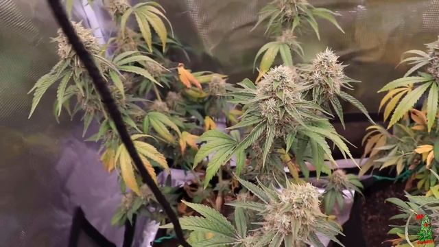 The Flower Booth | Lights Out ? | Weeks 7, 8, & 9 смотреть онлайн