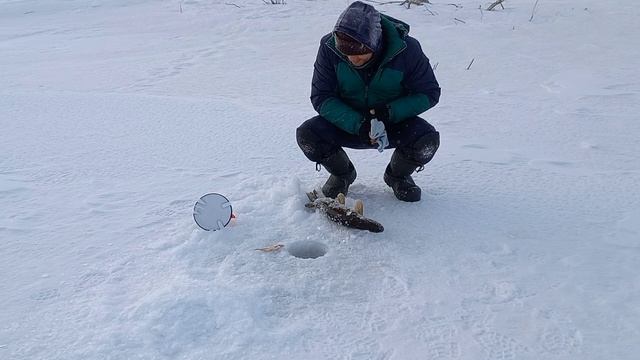 Как поймать щуку/Ловля ЩУКИ на ЖЕРЛИЦЫ/ РЫБАЛКА в праздник смотреть онлайн