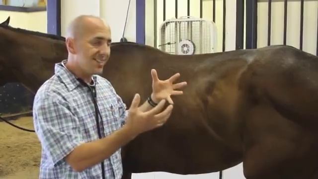 Basic Examination of the Horse смотреть онлайн