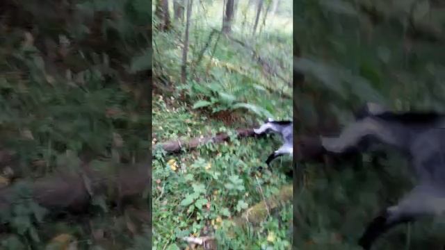 Не ходите с козами за грибами. смотреть онлайн