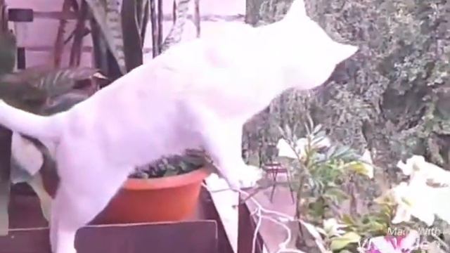 Мой котик по кличке Пуша| polinka krolik смотреть онлайн