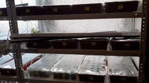 Посев петунии//Супер способ от Бориса Борисова!