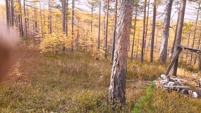 Мини влог. Выпуск 3. Сутки в тайге. Зимовьё смотреть онлайн