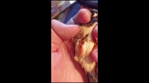 Гангрена 3 го пальца у амадины. Школа ветврача орнитолога Чугуевского.