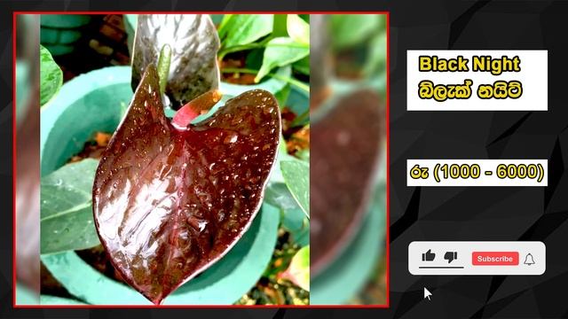 8 Black Anthurium Varieties in 2022-ලස්සනම කළු ඇන්තුරියම් වර්ග මිල සමග-DAD Gardens-Anthuriums смотреть онлайн