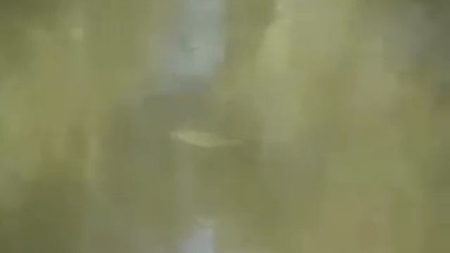 Юрий Кузнецов Этюд Счастливое воспоминание.wmv смотреть онлайн