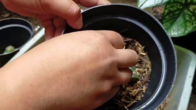 CARA SIMPLE MEMPERBANYAK TANAMAN BLANCENG| DIEFFENBACHIA GREEN MAGIC/Vera Andini Channel смотреть онлайн