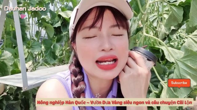 Làm Việc Ngày 2tr200k, Thăm Vườn Dưa Vàng Siêu TO Hàn Quốc~Giải Quyết Tra.nh Cãi Giữa Các Chủ Vườn