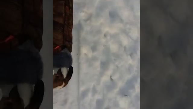 Уиппет смотреть онлайн