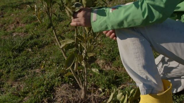 Как правильно обрезать деревья, чтобы они лучше плодоносили? смотреть онлайн