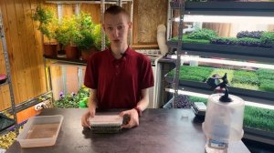 Как вырастить микрозелень мизуны? Технология выращивания!