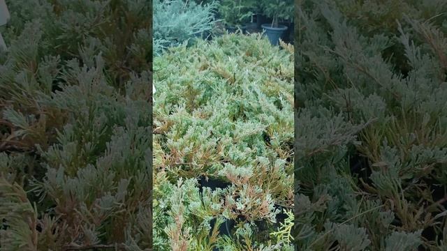 Андорра компакта.можжевельник горизонтальный. смотреть онлайн