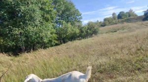 Зарезали козу.Как резать козла.Самый лучший способ забоя птиц