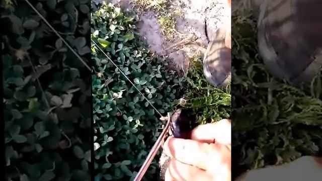Черепаха на червя, ловля черепахи, как поймать черепаху, где поймать черепаху смотреть онлайн