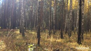 Вальсок. Вальс  расставания.  Ян Френкель.