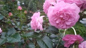 Роза Жасмина. Сорт один, а розы разные ?Сравнение.