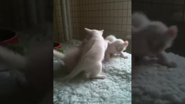 Four Week Old Khao Manee Kittens Playing смотреть онлайн