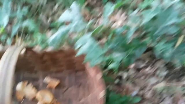 Cómo diferenciar y reconocer Cantharellus cibarius смотреть онлайн