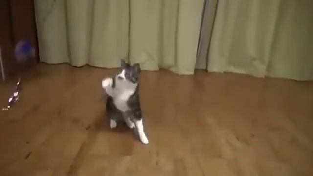 Коты спецагенты   Прыжки летающих котов Flying Cats Slow Motion