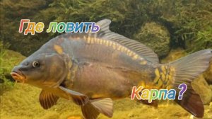 Как Где и на Что ловить КАРПА весной? На что клюёт карп весной ? Жор карпа весной! Где карп весной?