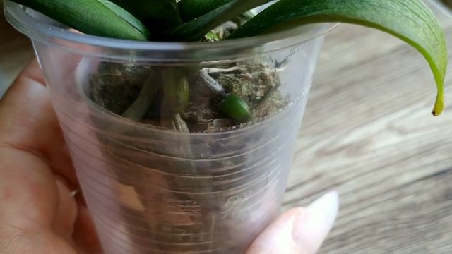 Орхидеи "Цветочный рай " изменения на 29.06.21 смотреть онлайн