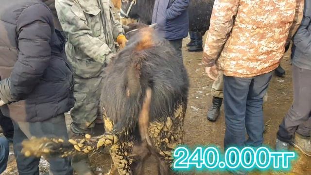 жаркент мал базары 12.02.2023ж смотреть онлайн