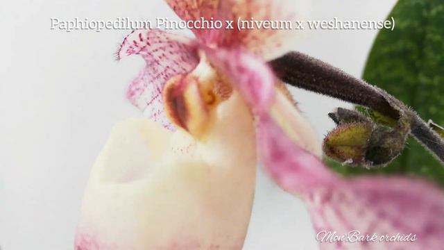 Paphiopedilum Pinocchio X (niveum X Weshanense) Blooming