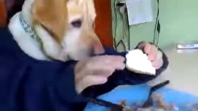 Прикол - собака сама кушает | Dog eats itself смотреть онлайн