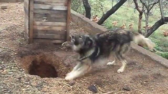 ŠARPLANINAC KARAKTER смотреть онлайн