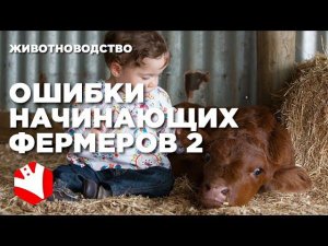 Ошибки начинающих фермеров 2 | Ферма с нуля | Философия фермера | Мясное животноводство