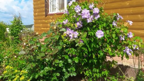 Клематис ТЕШИО.