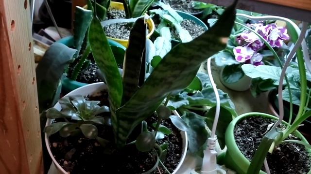 ЧУТЬ ЧУТЬ О ЦВЕТАХ Декабрьский дневник смотреть онлайн